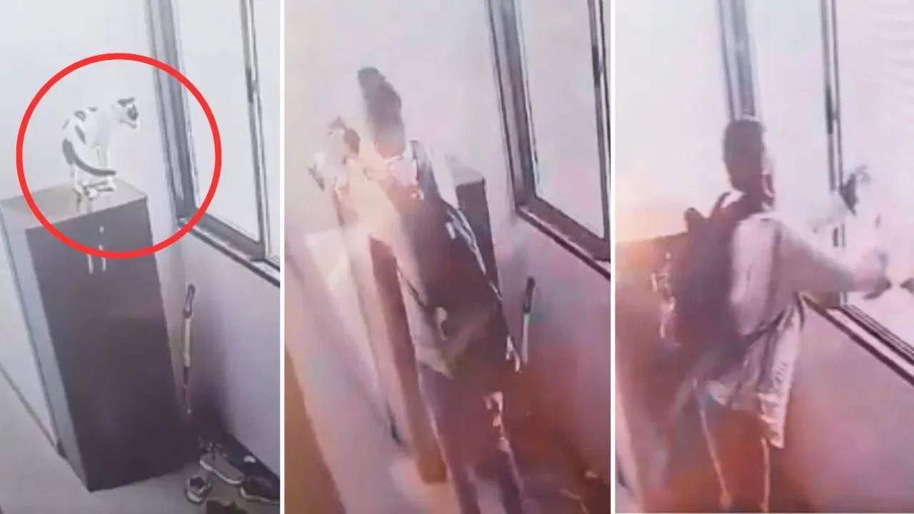 Man-Throws-Cat-From-9th-Floor-in-Mumbai