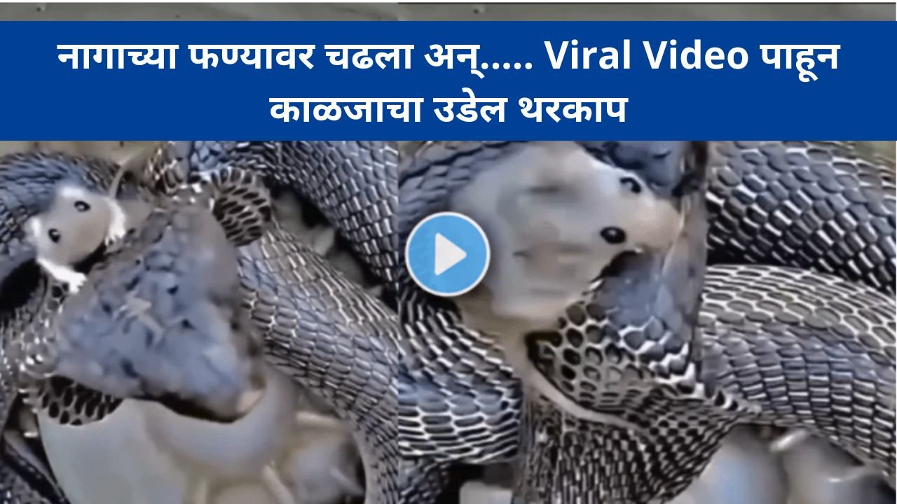 Rat is playing hide and seek with death he climbed onto the snakes head