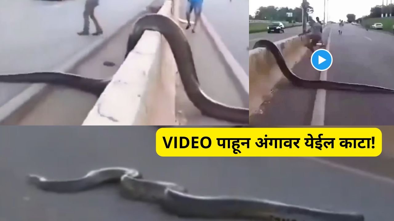 Anaconda Crossing Road Viral